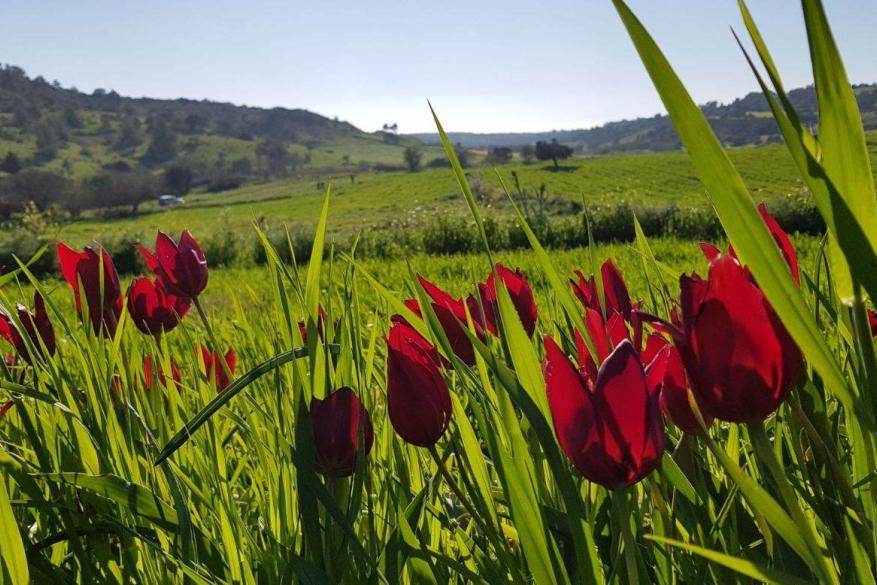 Hiking in the tulips of Kormakitis