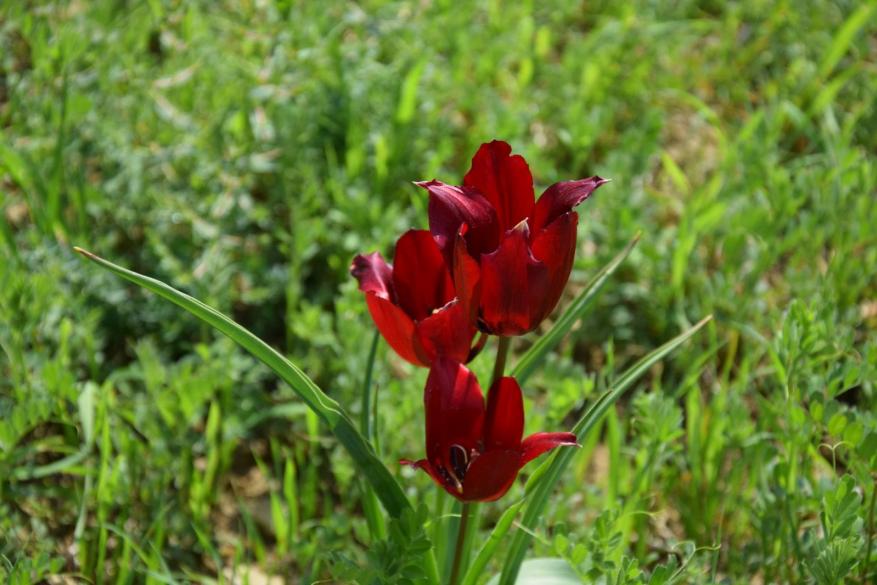 Hiking in the tulips of Kormakitis