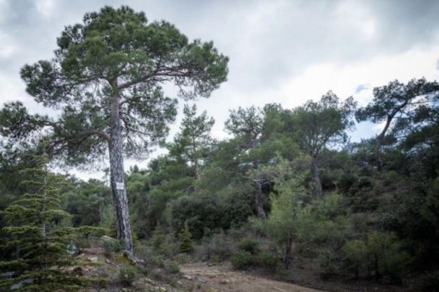 Πεζοπορία στο Μονοπάτι Αταλάντη (Τρόοδος)