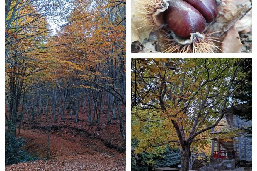 Hiking in Hortiatis - picking chestnuts - S.E.O. shelter