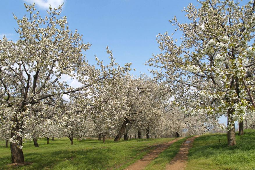 Cherry Blossom Walk - Gastronomic Festival with local products & music