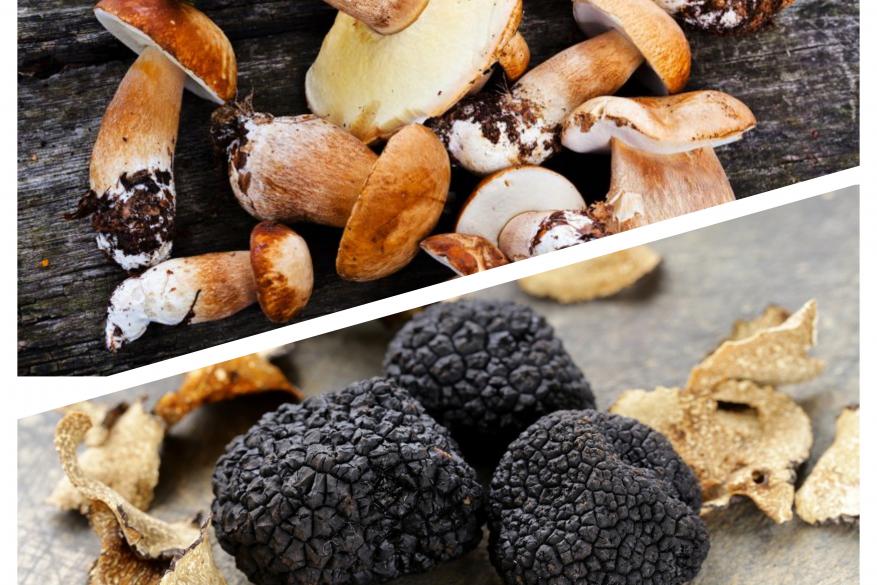 Truffle and mushroom hunting in Grevena