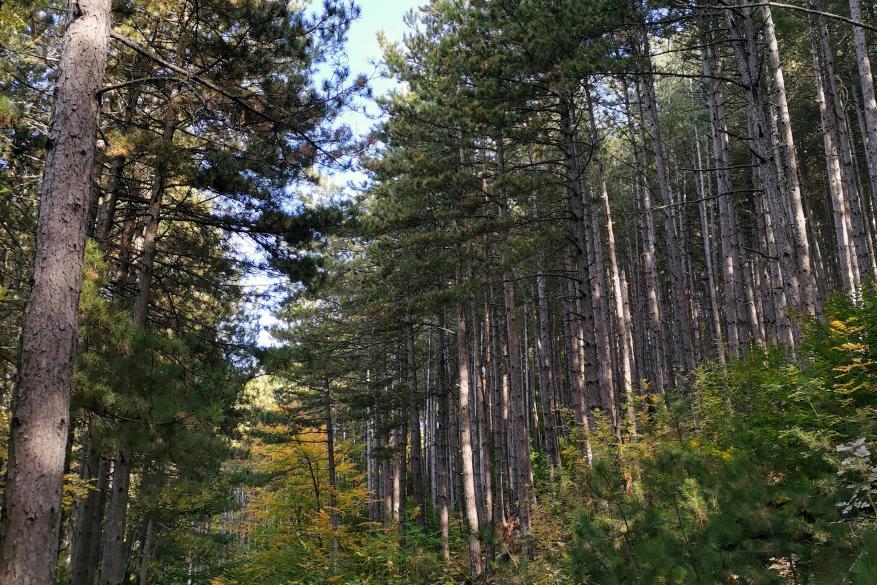 Πεζοπορία στα "κρυμμένα" μονοπάτια του Χορτίατη