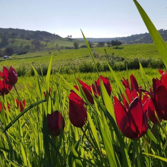 Hiking in the tulips of Kormakitis