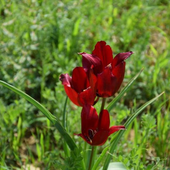 Hiking in the tulips of Kormakitis - 23 March