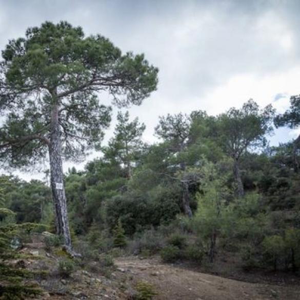 Πεζοπορία στο Μονοπάτι Αταλάντη (Τρόοδος) Πεζοπορία στο Μονοπάτι Αταλάντη (Τρόοδος)