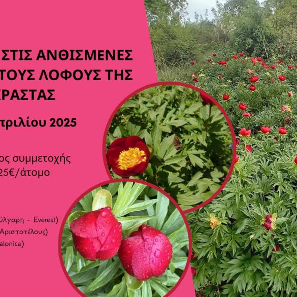 Hiking among the blooming Peonies on the hills of Krasta