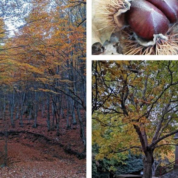 Hiking in Hortiatis - picking chestnuts - S.E.O. shelter