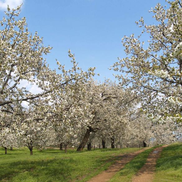 Cherry Blossom Walk - Gastronomic Festival with local products & music