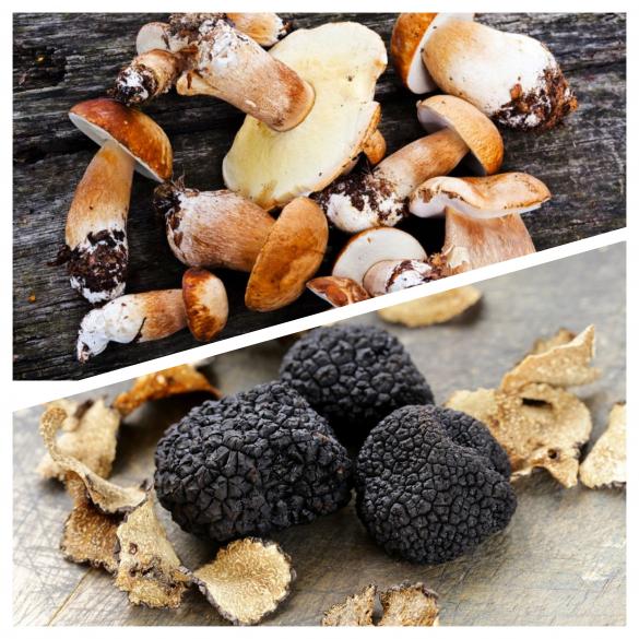 Truffle and mushroom hunting in Grevena