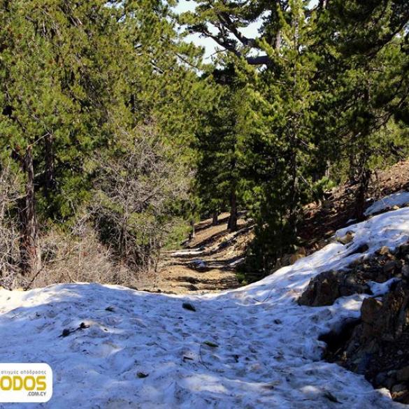 Hiking on the ''Persephone'' trail in Troodos Hiking on the ''Persephone'' trail in Troodos