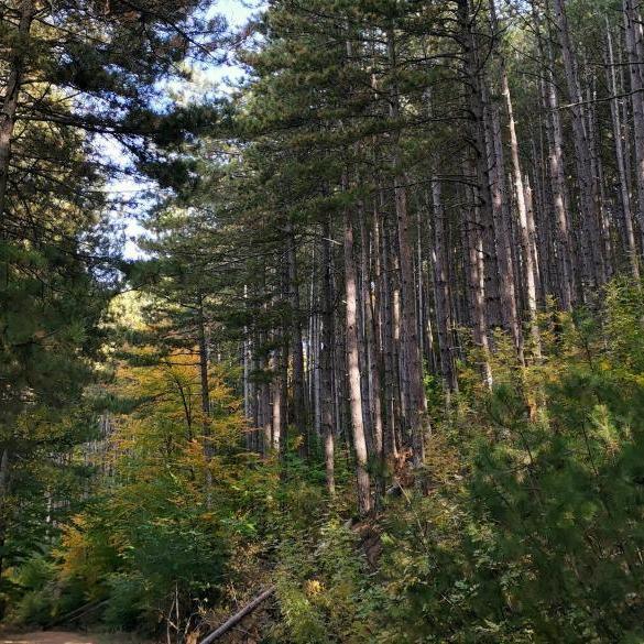 Hiking in the "hidden" paths of Hortiatis